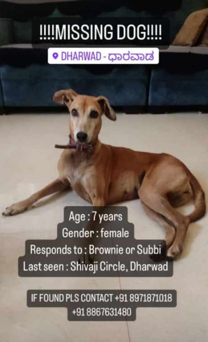 Missing Dog in Dharwad Brownie