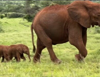 Alto from the Clouds, Samburu National Reserve, Elephant Twins, Rare Wildlife Birth