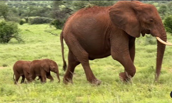Alto from the Clouds, Samburu National Reserve, Elephant Twins, Rare Wildlife Birth