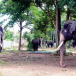 Mysuru Dasara Elephant Weight, Mysore Dasara Elephant Weight