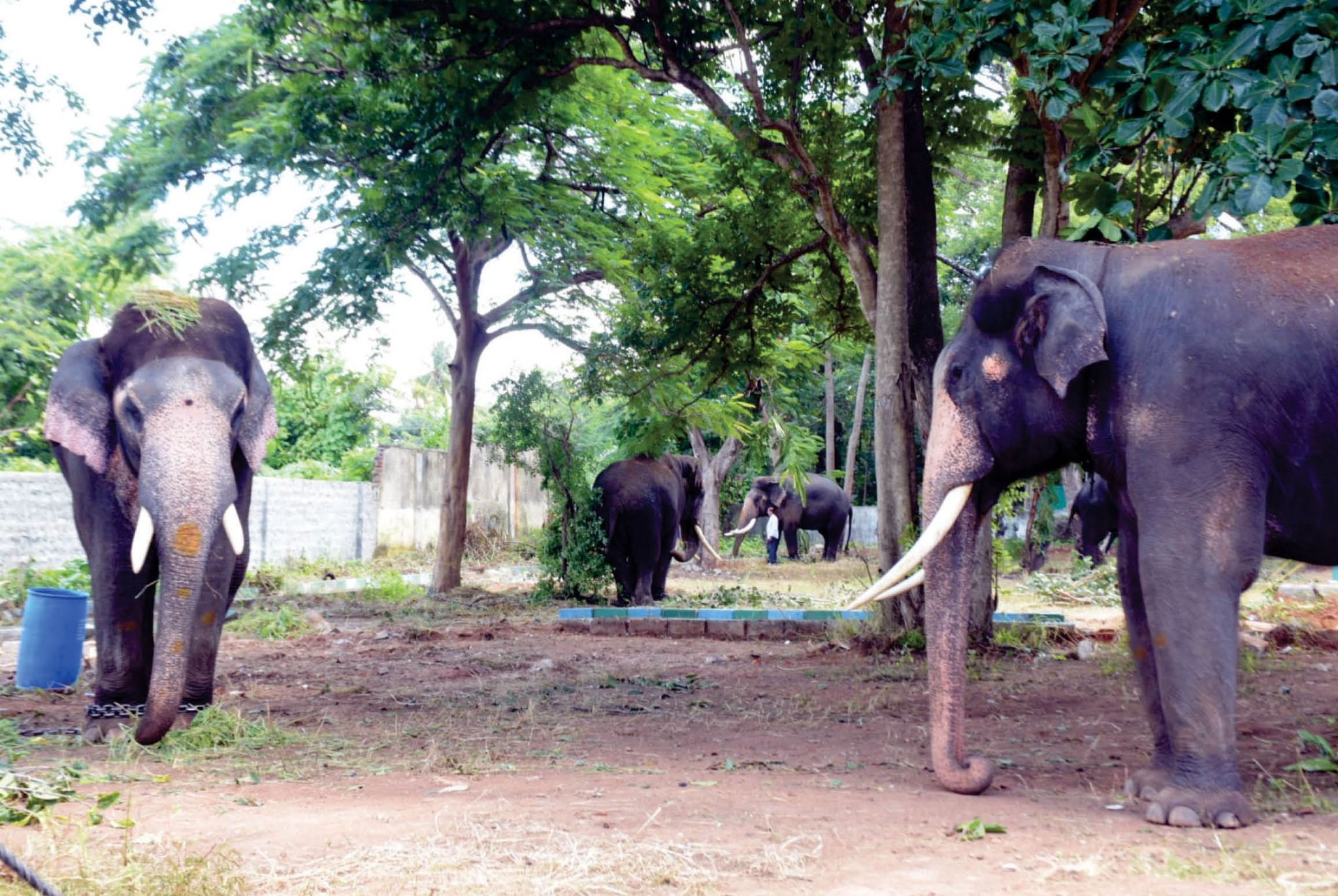 Mysuru Dasara Elephant Weight, Mysore Dasara Elephant Weight